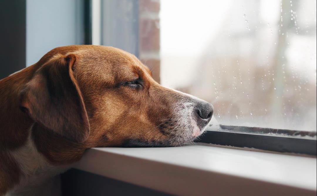 Vintertrøtte hunder og katter – kan kjæledyr bli deprimerte om vinteren?