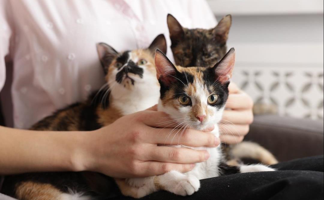 Raseoversikt for katt