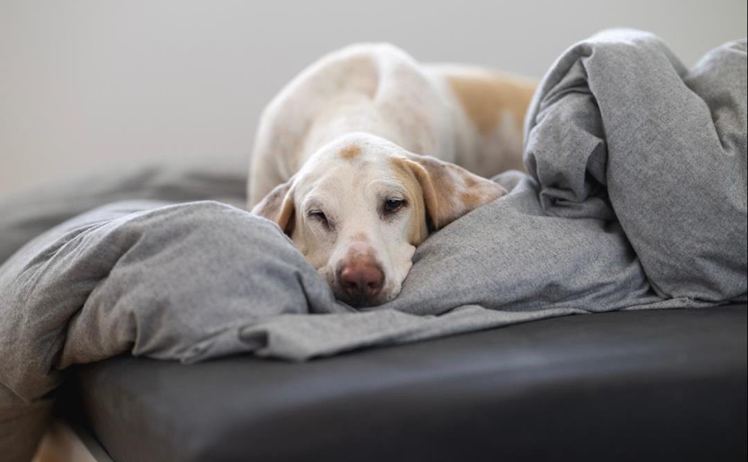Hypotyreose hos hund – når stoffskiftet går for sakte