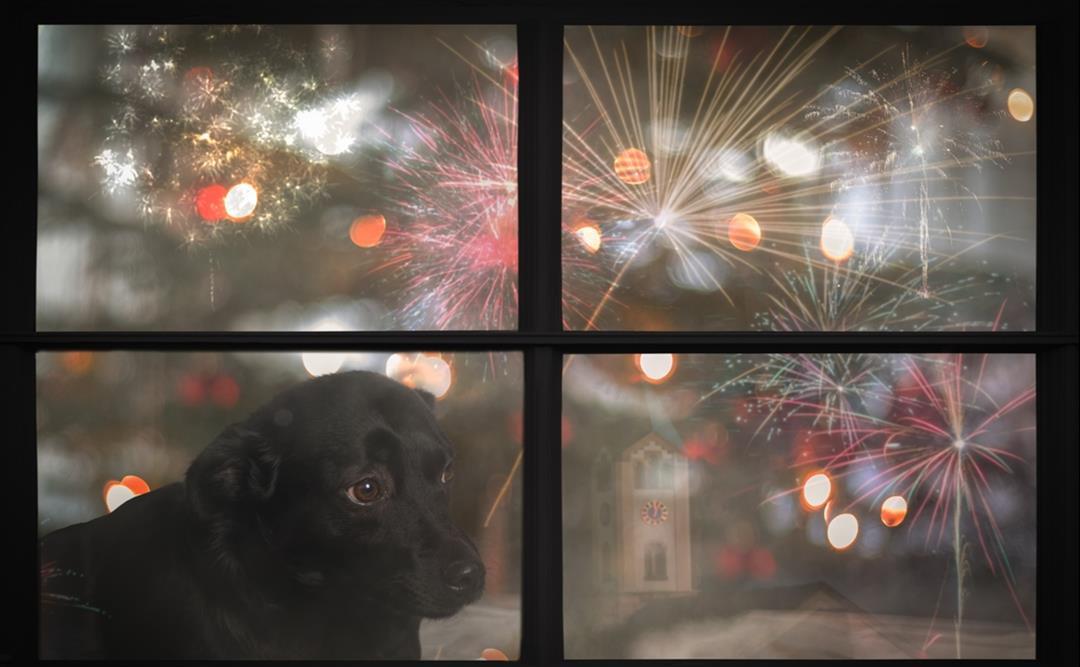 Når hunden er redd for nyttårsraketter – slik gjør du kvelden tryggere