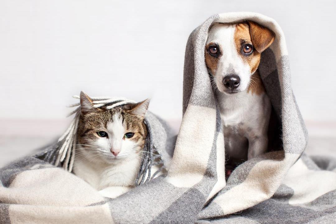 Kronisk nyresvikt hos hund og katt – hva du bør vite