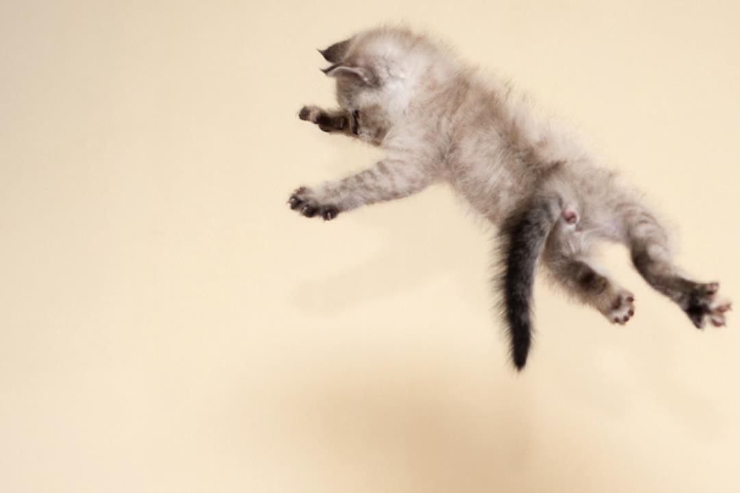 Hvorfor lander katten (nesten alltid) på beina?