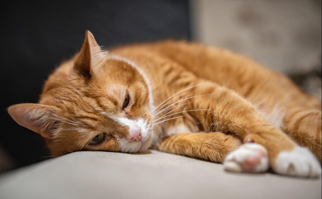 Artrose hos katt – en skjult, men vanlig lidelse