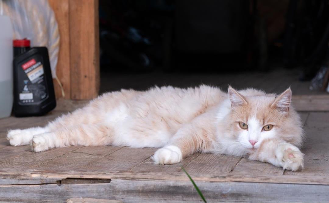 Frostvæskeforgiftning hos katter – Risiko, symptomer og forebygging