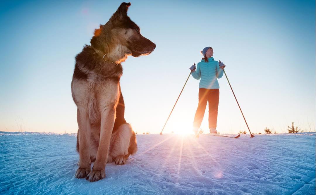 Skitur med hunden – fantastisk når det gjøres rett!