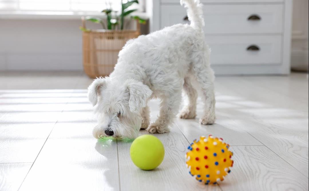 Aktivisering av hund om vinteren