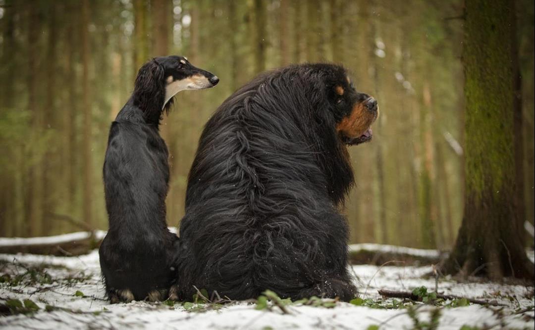 Slank hunden på en sunn måte
