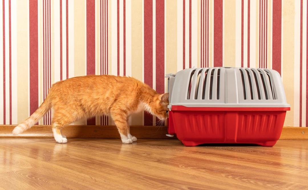 Katt i bil – slik gjør du transport tryggere og mindre stressende