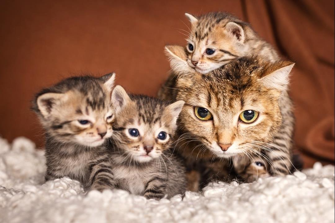 Navnestatistikk for katt