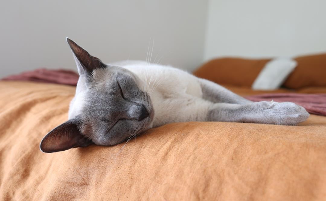 Hvorfor purrer katten?