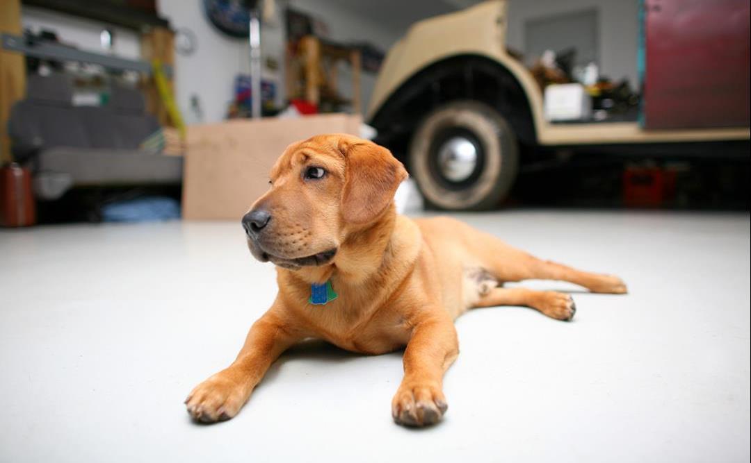 Frostvæskeforgiftning hos hunder