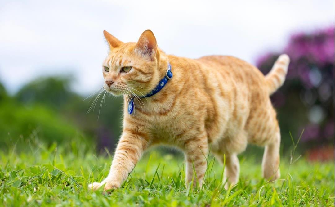 Derfor bør utekatten din bruke halsbånd