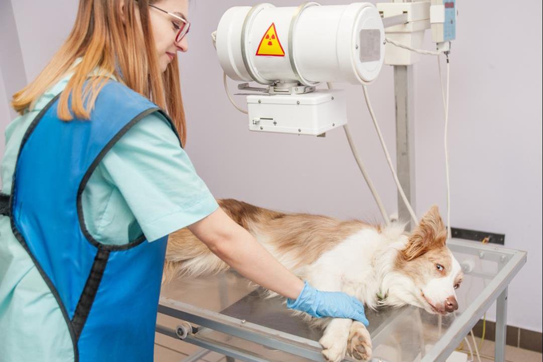 Albuedysplasi hos hund – hva er det, og hva betyr det for hunden?