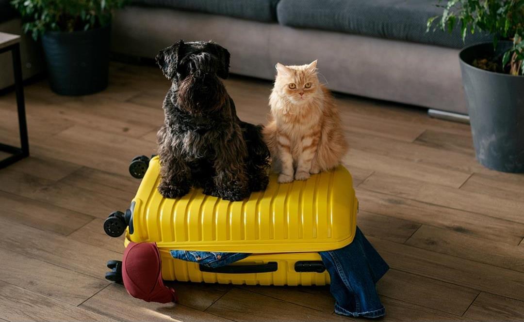 Rabiesvaksine – viktig beskyttelse for både kjæledyr og mennesker