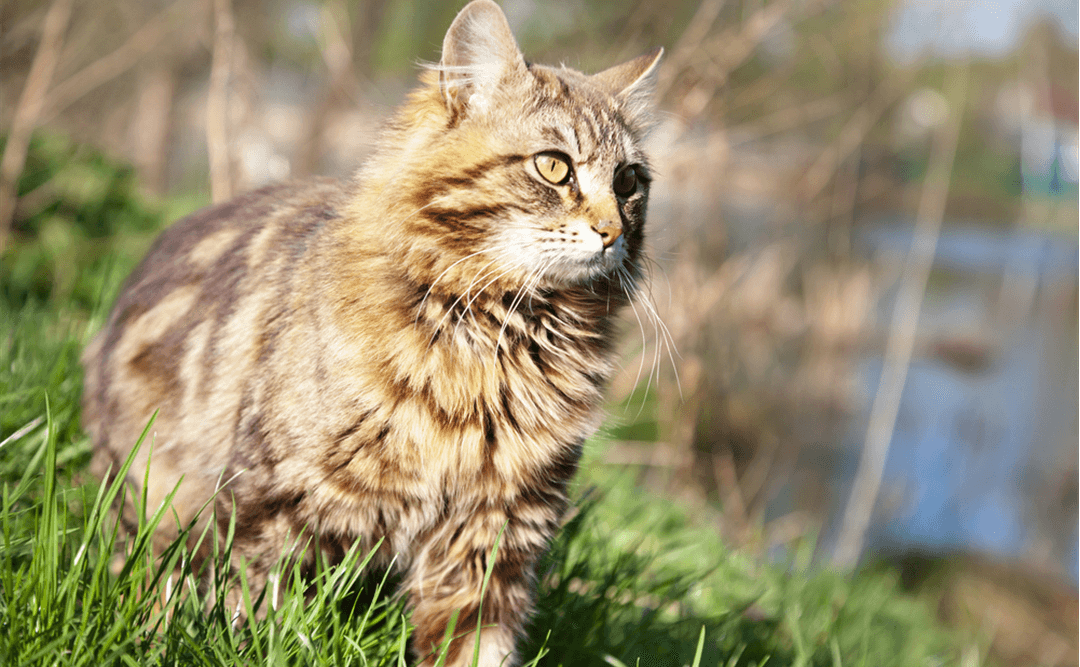 Inne eller utekatt?