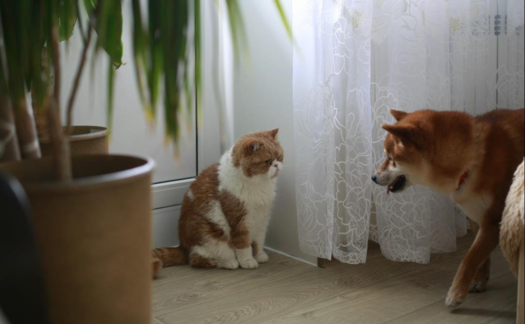 Hvordan introdusere katt og hund til hverandre