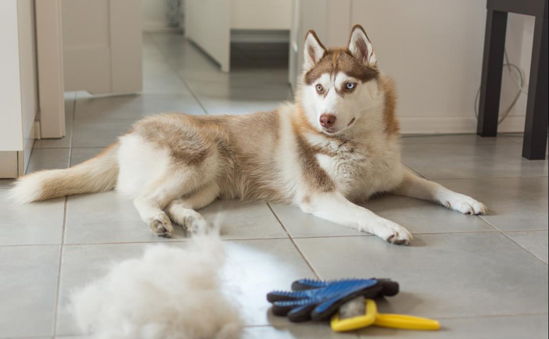 Hvorfor røyter hunder – og når er det grunn til bekymring?