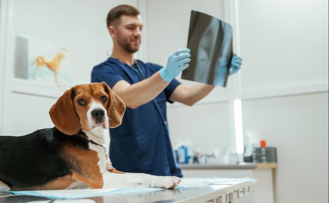 HD-røntgen hos hund – hva, hvorfor og når?