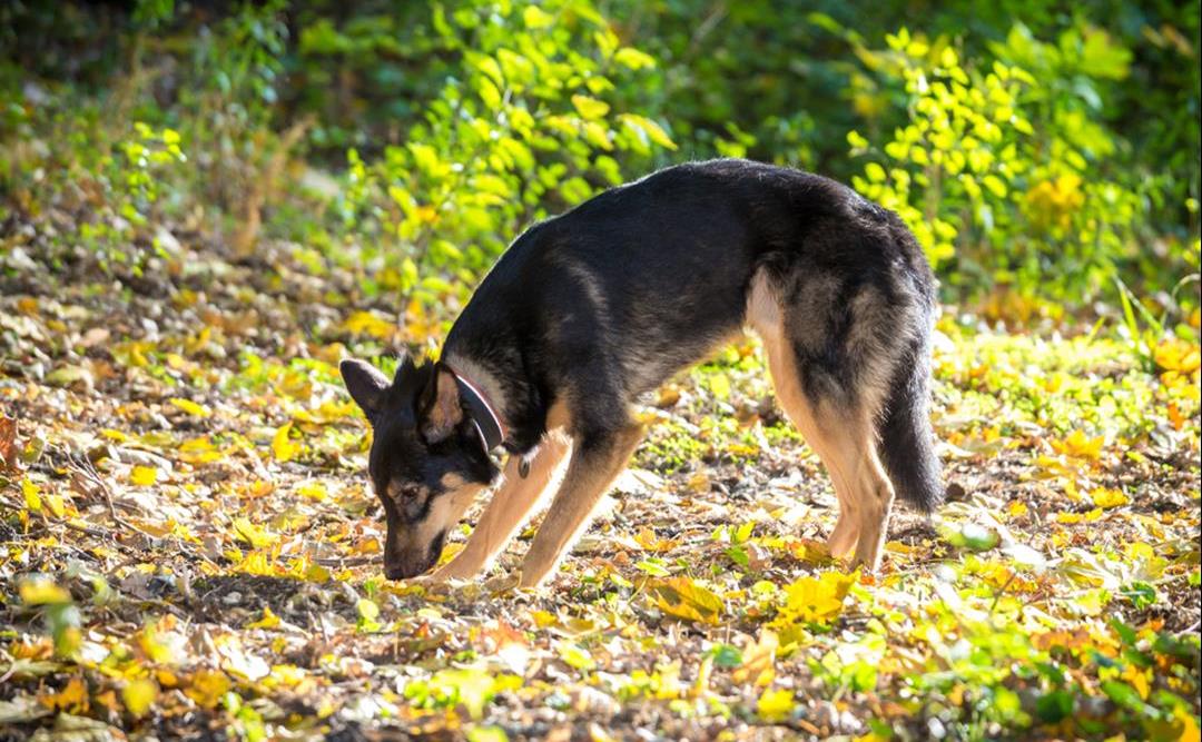 Når hundens luktesans blir dårligere – hva kan være årsaken?